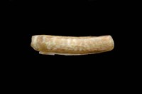 藏品(史龍氏竹蟶(紫斑竹蟶))的圖片